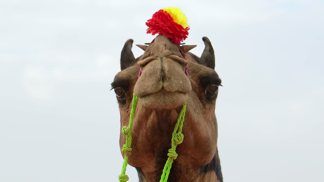 camellos en la feria de pushkar, también llamada feria de camellos de pushkar o localmente como kartik mela es una feria anual de varios días de ganado y cultural que se celebra en la ciudad de pushkar, rajasthan, india.
