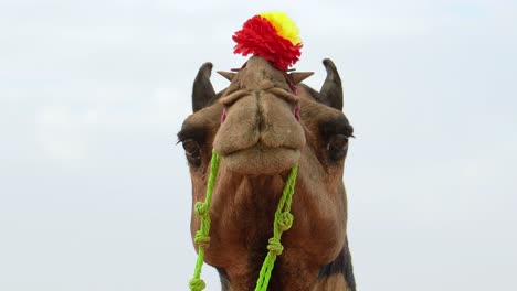 camels at the pushkar fair, also called the pushkar camel fair or locally as kartik mela is an annual multi-day livestock fair and cultural held in the town of pushkar rajasthan, india.