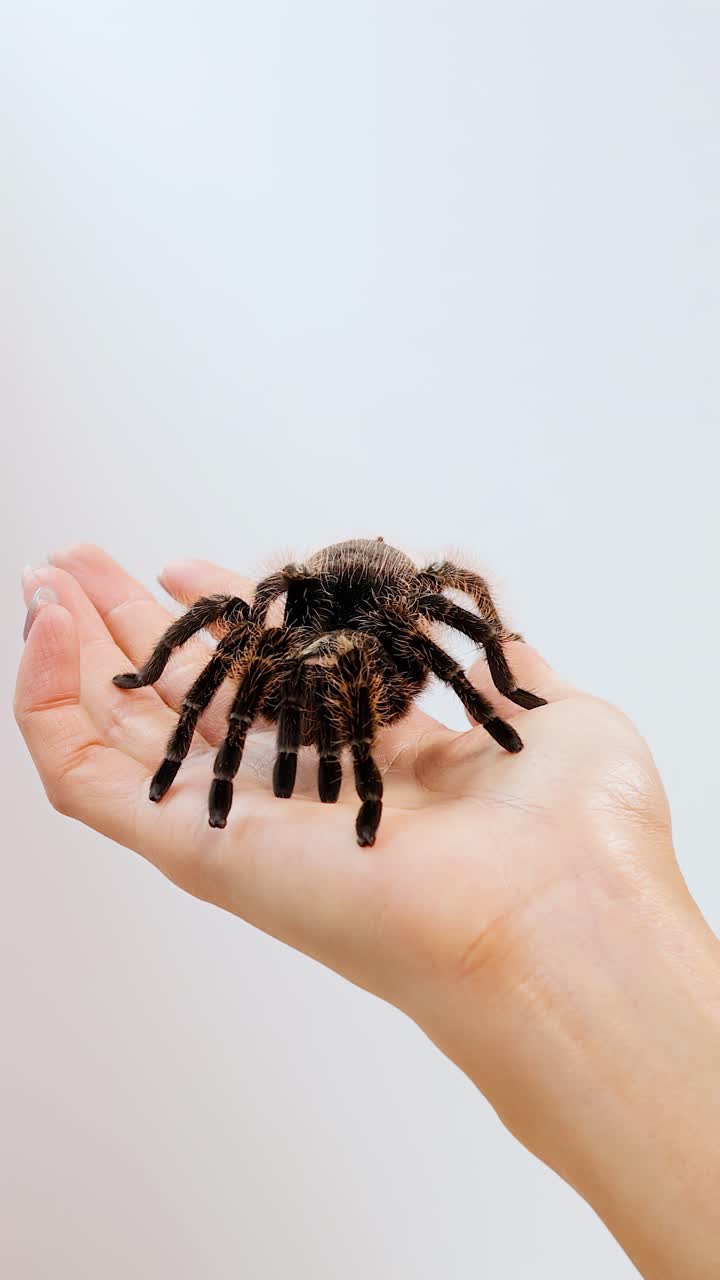 Büyük bir tarantula, temiz, yumuşak aydınlatılmış bir arka plana karşı açık bir insan avucunun üzerinde yavaşça hareket ediyor. Kamera sabit kalıyor ve örümceğin detaylarını vurguluyor.