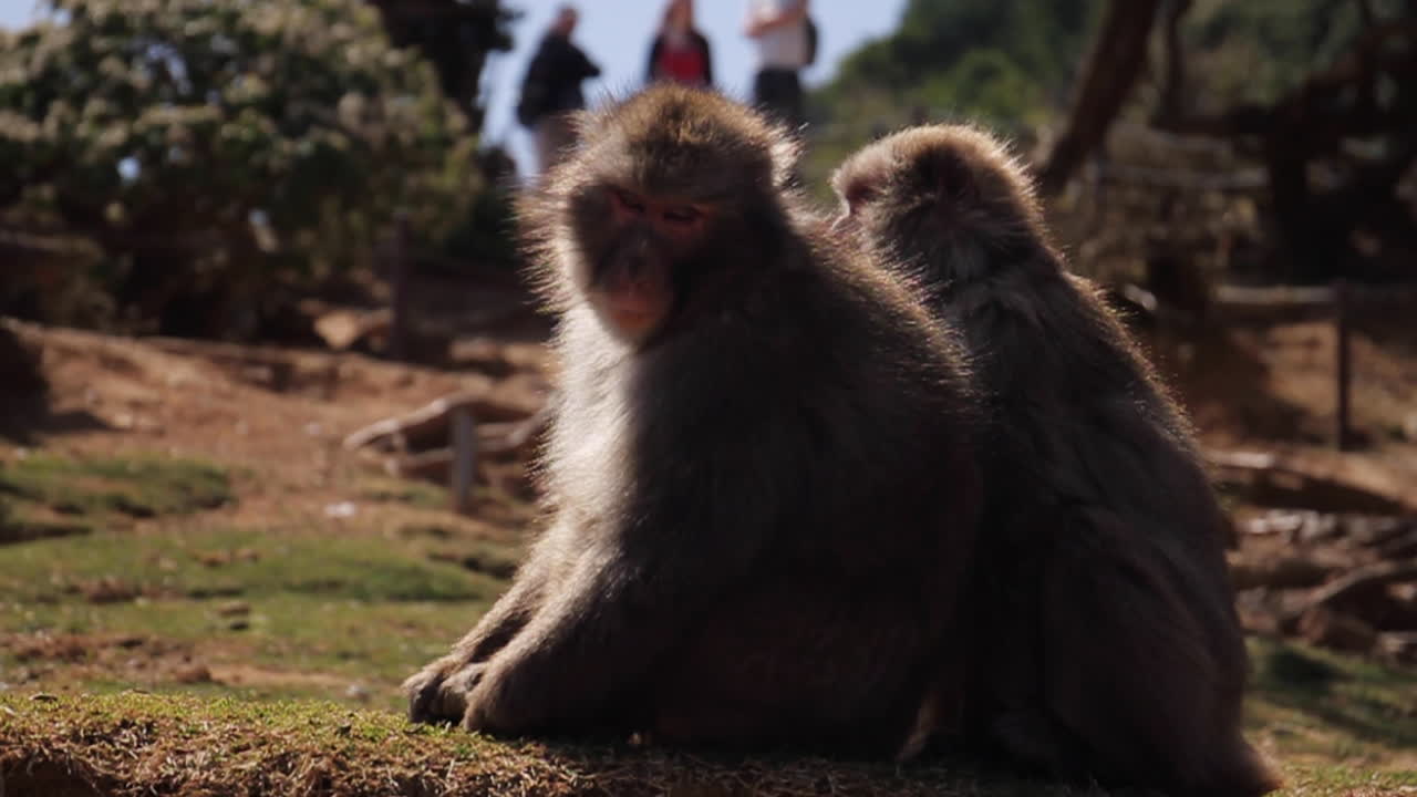 monos sentados en el viento en japón