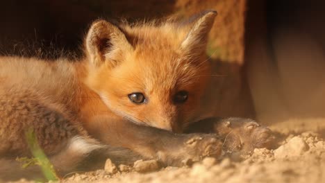 close up of an american red fox cub curled up on the floor near an urban structure as it looks towards the camera