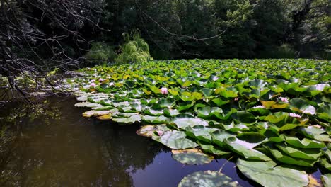 Seerosenteich-Auf-Der-Krim