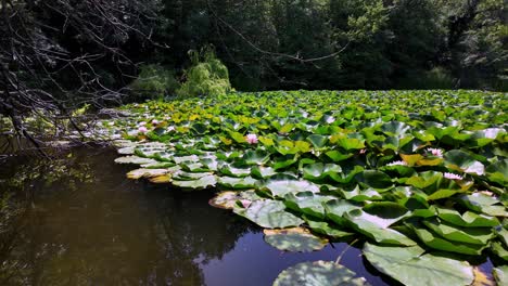 estanque de lirio de agua en crimea