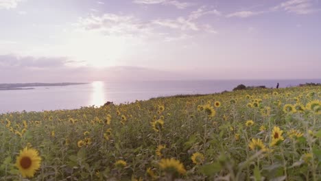 Bask-in-the-breathtaking-beauty-of-vibrant-sunflowers-at-sunset,-a-golden-hued-field-overlooking-Gimnyeong-Beach-on-Jeju-Island,-Korea