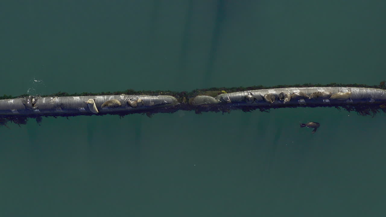 The good life of a seal