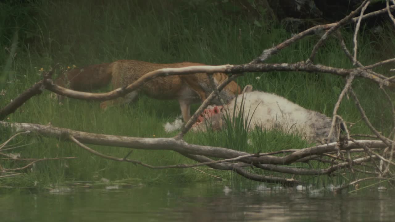 zorro alimentándose de ovejas muertas al borde de los ríos