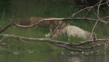 fox feeding at dead sheep by rivers edge