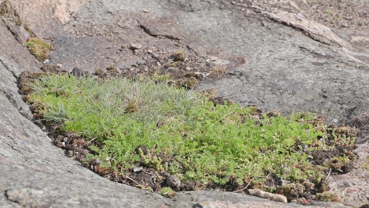 Levendig groen mos en gras groeien uit een smalle spleet tussen grote, verweerde granieten rotsen. Donkere aarde vast in de spleet met geel korstmos op stenen oppervlakken