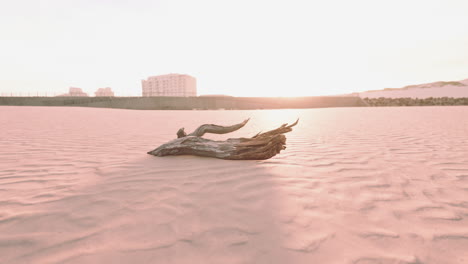 piece-of-an-old-root-is-lying-in-the-sand-of-the-beach