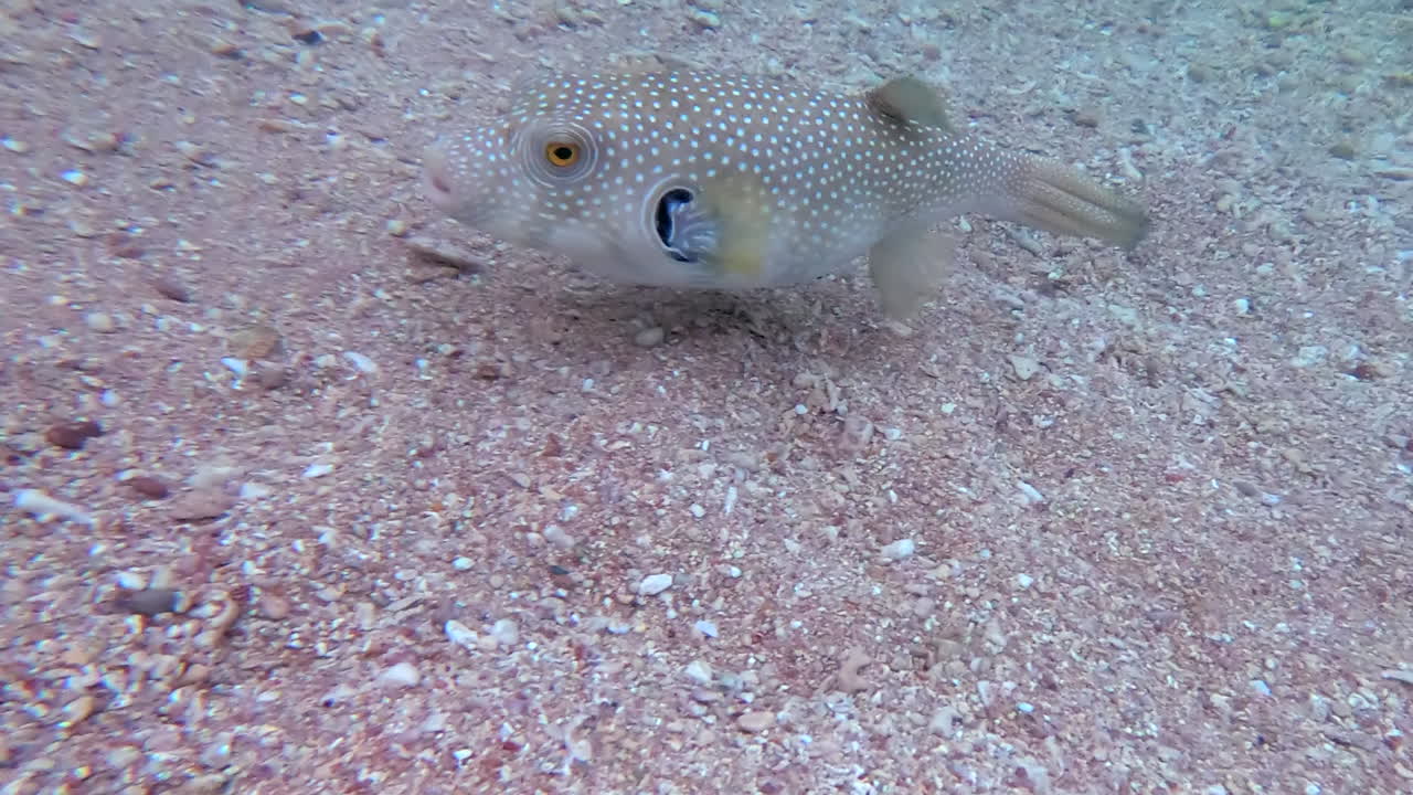 Close up of a White-spotted puffer fish eating and swimming in the red sea