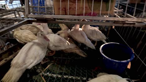 ducks confined in cages, possibly for sale.