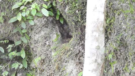 Der-Wurmschnäppervogel-Kam-Zum-Nest-In-Einem-Loch-Im-Boden-Auf-Einer-Klippe