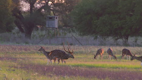 Achsenhirsche-In-Freier-Wildbahn-In-Texas