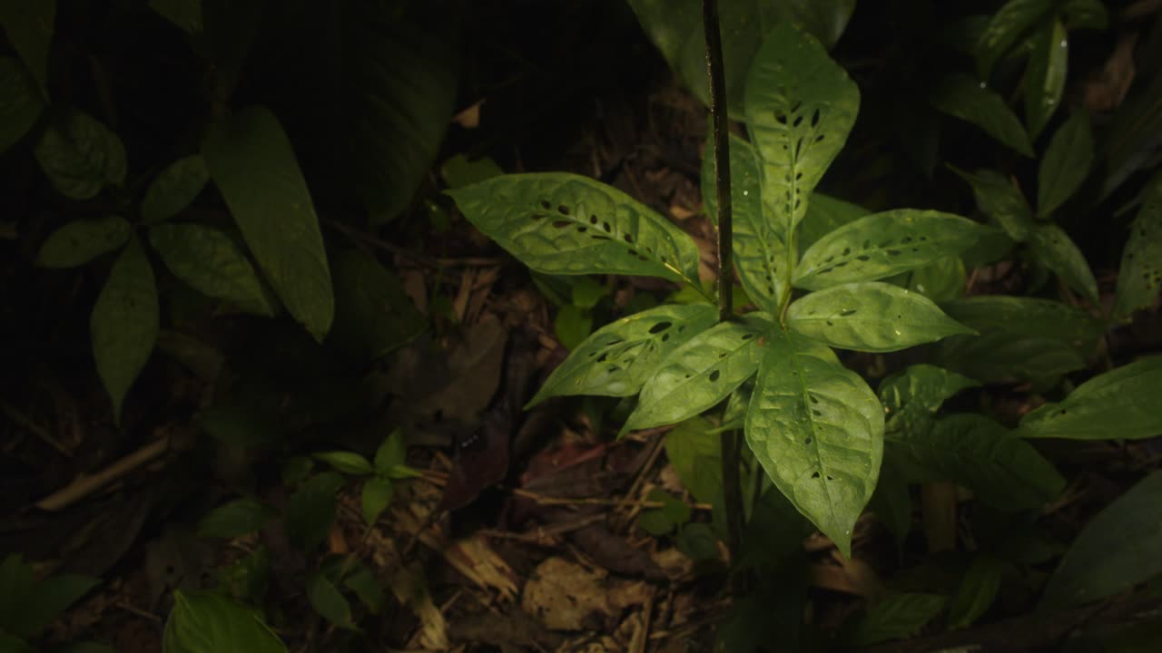 hojas perforadas debido a que las orugas comen forman un diseño único en cada hoja, patrón de agujeros