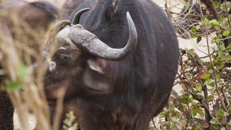 bird grooming african buffalo's nose and head