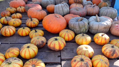 hochwinkelaufnahme verschiedener kürbisse für halloween