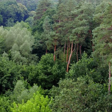 fresh landscape of woodland. beautiful forest with tall pine trees and mixed green trees in summer. aerial view. slow motion.