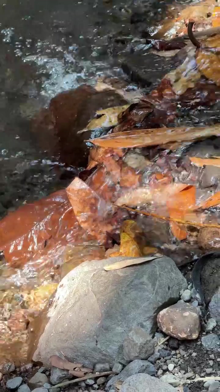 Acqua limpida che scorre su rocce e foglie cadute in un ruscello