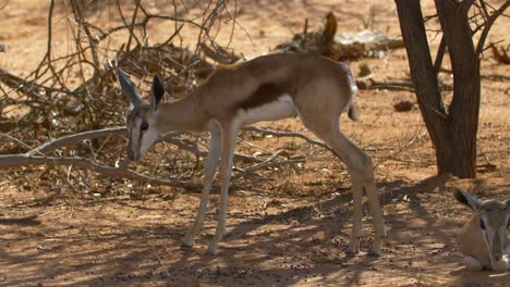 Impala-Bebé-En-La-Sabana-Natural