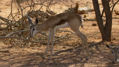 bebé impala en la sabana de la naturaleza