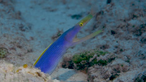 Foto-De-Cabeza-De-Anguila-De-Cinta-Azul-Y-Amarilla-Eléctrica