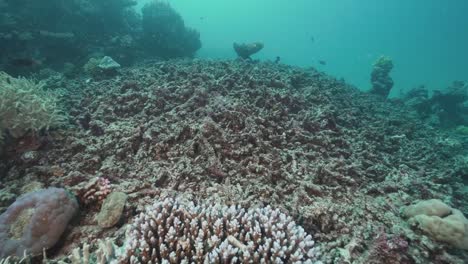 dead bleached coral reef