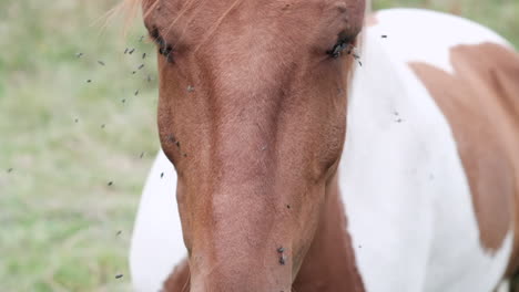 close-up of a pinto horse's face bothered by flies in a summer field