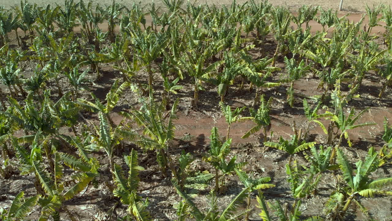 vista aérea de la plantación de plátanos