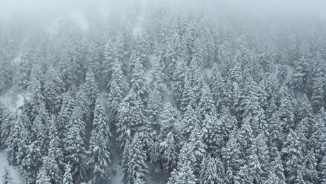 ascending drone view of foggy, snowy forest in utah