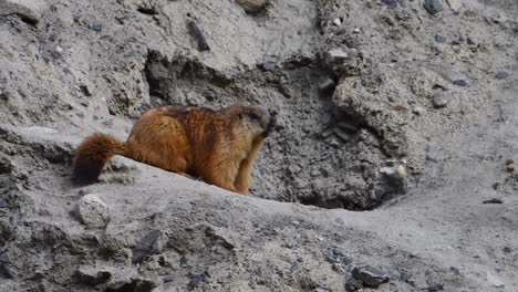the long-tailed marmot  or golden marmot with burrow