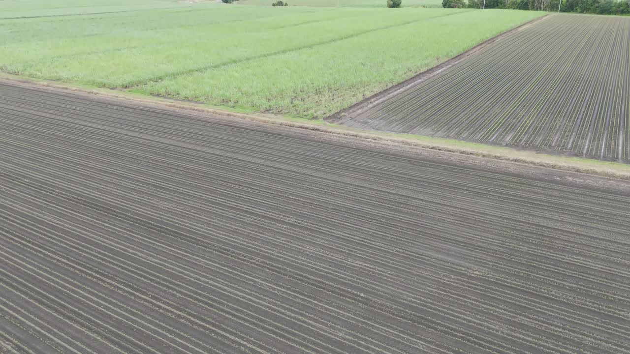 Expansive sugar cane fields under a clear sky