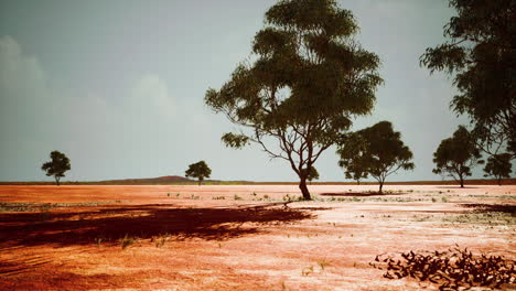 Sabana-Africana-Seca-Con-árboles