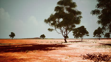 Trockene-Afrikanische-Savanne-Mit-Bäumen