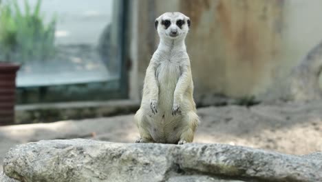 meerkat standing alert on stone in natural habitat with rocky background