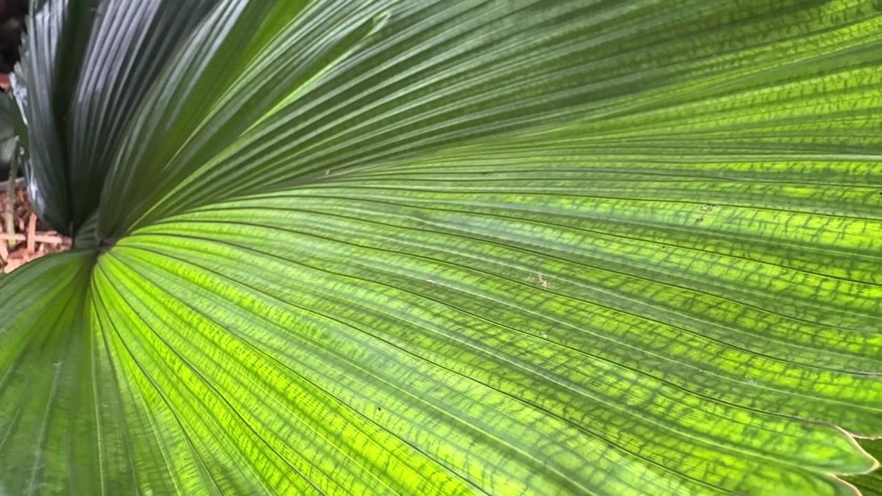 Vibrant Green Palm Leaf with Sunlight and Detailed Veins