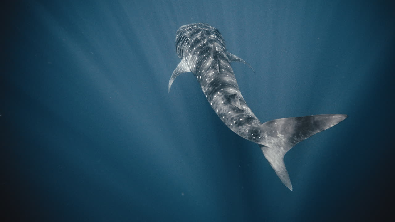 천천히 움직이는 고래 상어에 반이는 빛의 광선의 전체 몸의 높은 각도 시각