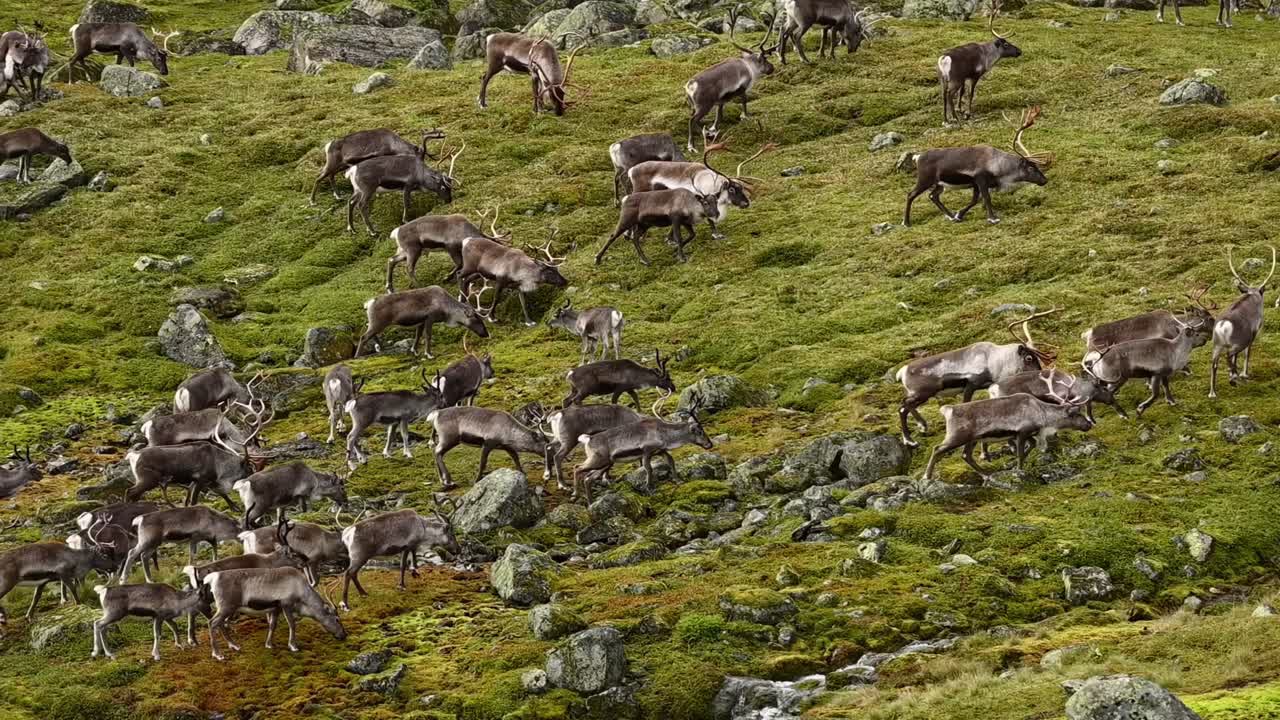 Reindeer herd grazing on sparse alpine vegetation while slowly ascending mountain in Norway