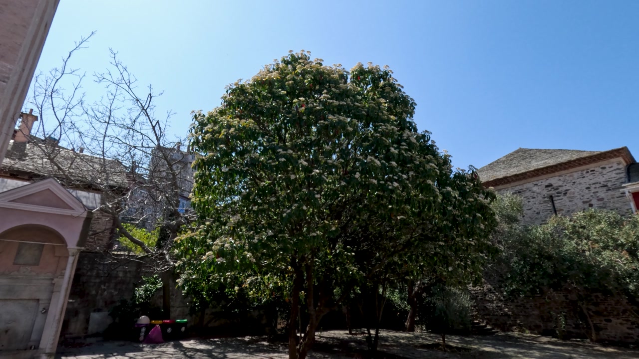 A large green tree is in a courtyard surrounded by old buildings. The sky is clear and blue. The area shows a mix of nature and architecture during the daytime.