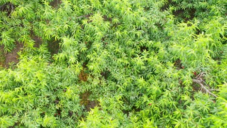 close up top down view along plum fruit plantation, plum tree view from above