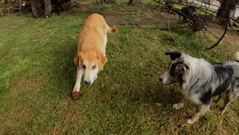 Perros-Jugando-En-El-Jardin