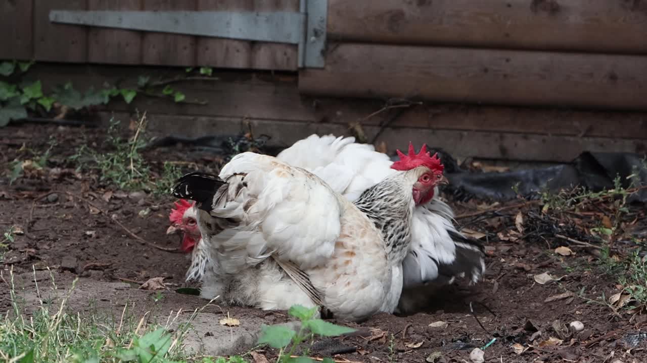 Two Light Sussex hens dust bathing in back garden. Summer. UK
