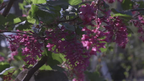 sunlight shining through pink flower blossoms on camano island, washington during spring