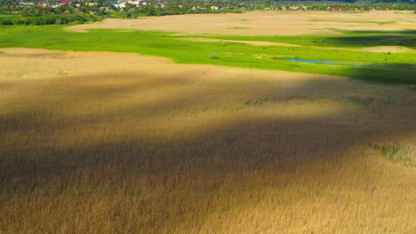 aerial view wheat field at summer season. yellow crop grain harvest farmland