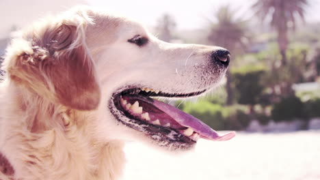 golden retriever breathing in the sun in cinemagraph