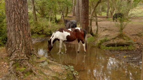 nuevo caballo del bosque está bebiendo en un arroyo del bosque en el nuevo bosque