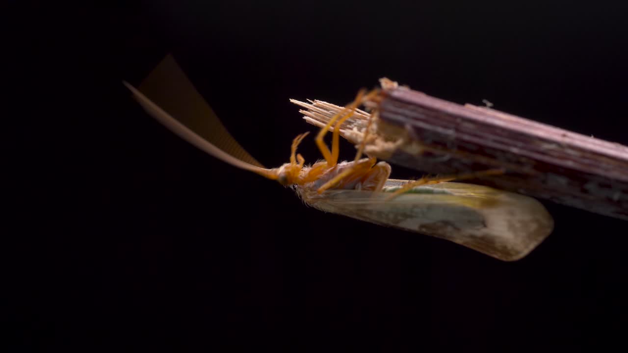 caddisfly 거꾸로 나무 막대기의 가장자리에