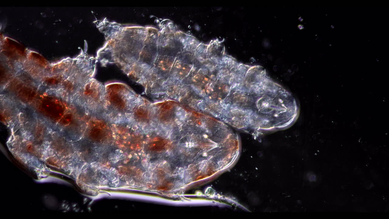 Microscopic view of tardigrades