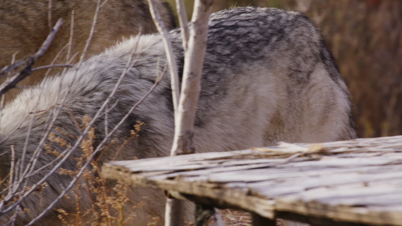 lobo saliendo de la cámara en cámara lenta a la izquierda