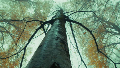 a tree trunk in autumn, tall and slender, reaching the sky