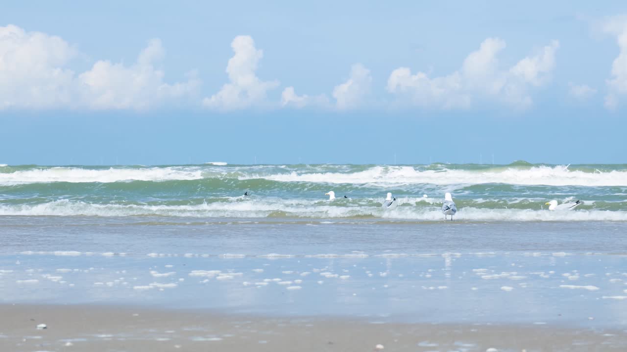 Coastal Scene with Gulls